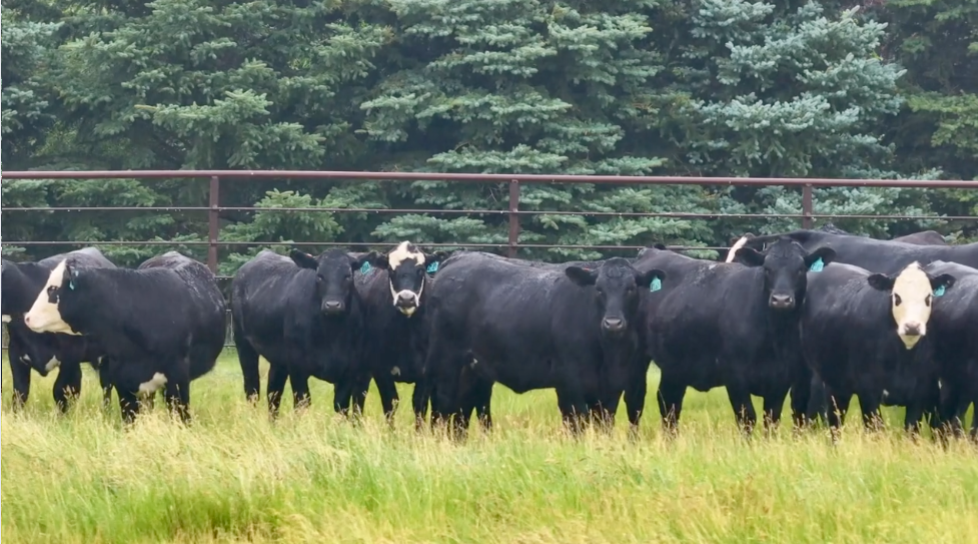 Big fancy Bred heifers, Ai’d and cleaned up, 1000Lbs Contract for a Oct 15 – Nov 1 delivery! 20% down Bh716A5